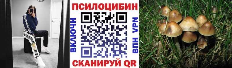 сколько стоит  Сланцы  Галлюциногенные грибы Psilocybine cubensis 